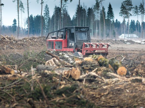 heavy-duty forestry equipment clearing trees